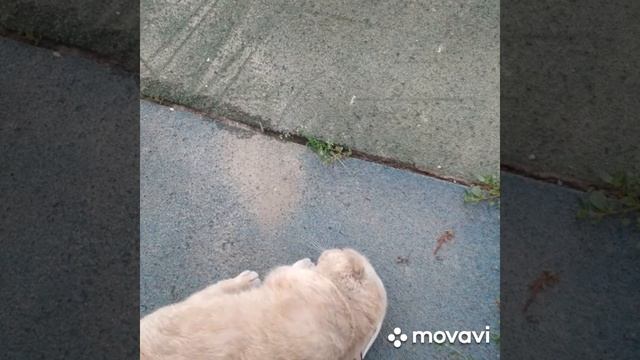 Байки кота Тимофея.Встреча с Алисой.Шуточные стихи.автор Светлана Григорьева Голик смотреть онлайн