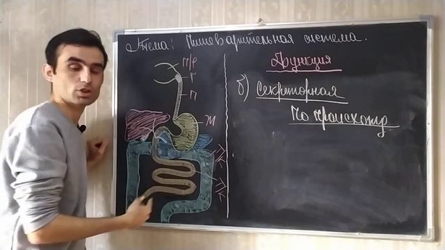 Физиология пищеварительной системы. Общая характеристика. Physiology of the digestive system. смотреть онлайн