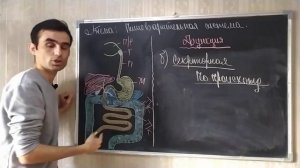 Физиология пищеварительной системы. Общая характеристика. Physiology of the digestive system.
