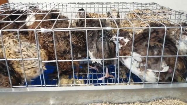 Подсадка перепелов в одну клетку разных возрастов, полов и пород смотреть онлайн