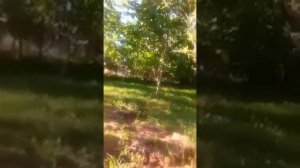 КАК ОБРАБАТЫВАТЬ ЯБЛОНИ ? И ГРУШИ ? ВЕСНОЙ ПОСЛЕ ЦВЕТЕНИЯ ОТ ПЛОДОЖОРКИ И ДРУГИХ ВРЕДИТЕЛЕЙ!