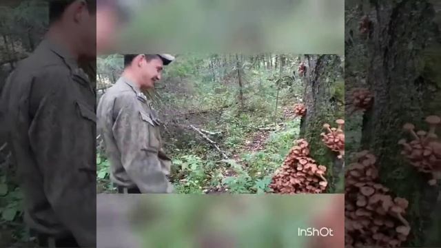 Грибы и экология природы