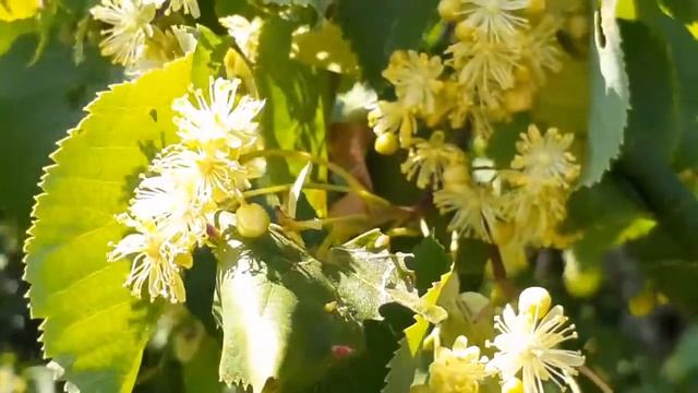 Липа в НП Башкирия смотреть онлайн