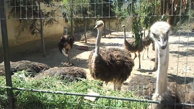 Кормим страусов смотреть онлайн