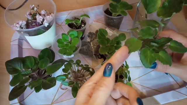 Посылка с фиалками. И так тоже можно отправлять фиалки. смотреть онлайн