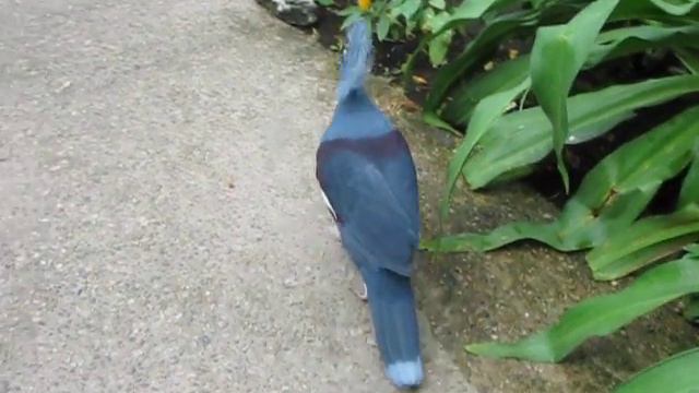 ВЕНЦЕНОСНЫЙ ГОЛУБЬ смотреть онлайн