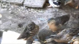 Мои подсадные утки, их выводок. Попытка определения пола утят