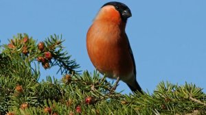 Снегирь *** Пение снегиря *** Пение птиц