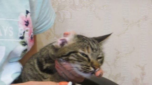 Уши кота?Нужно ли чистить уши кошке ?/Ann happy pets