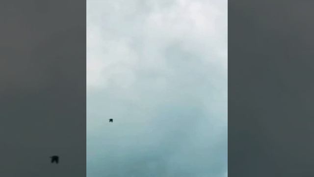 ПОЙМАЛ ГОЛУБЯ?СОКОЛ САПСАН ДОБИТЬСЯ СВОЕГО!!! CAUGHT A DOVE FALCON FALCON TO MAKE YOUR OWN!!! смотреть онлайн