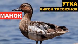?ЗВУК (ГОЛОС) УТКА ЧИРОК ТРЕСКУНОК 1