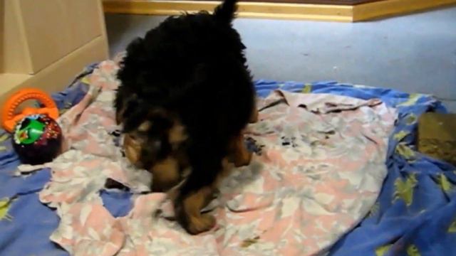 Welsh Terriers puppies 2 months. Вельш терьерам щенкам 2 мес. IX 2016 смотреть онлайн