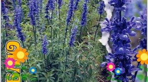 Шалфей Синий (Блю). Краткий обзор: Шалфей Синий описание характеристик, где купить семена