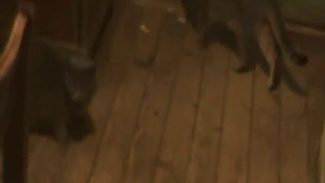 Кошка Люси уронила ёлку. Березники смотреть онлайн