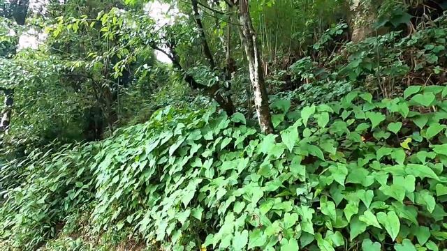 TOP 10 VISITING PLACE OF DARJEELING 2022 || EXPLORING DARJEELING MALL ROAD || DARJEELING VIBES DAY смотреть онлайн