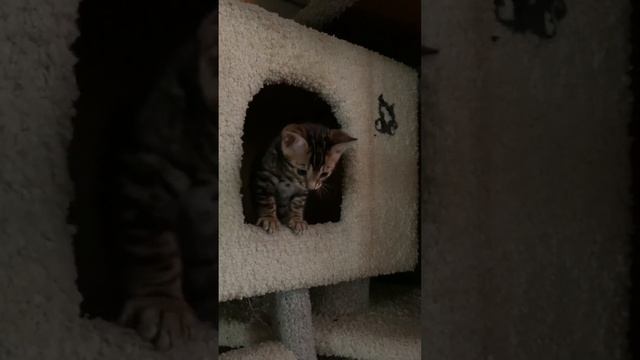 Зита-Маргарита питомник Леопольд