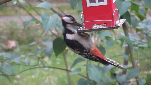 Релакс музыка ? Шум леса, пение птиц смотреть онлайн
