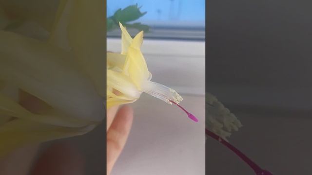 Декабрист (зигокактус Шлюмбергера) смотреть онлайн