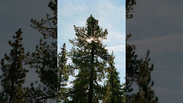 Звуки природы, звуки дождя, пение птиц, звуки леса, звуки для сна, звуки для успокоения, релакс