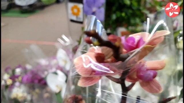 Обзор орхидей в магазине ОБИ на Боровском шоссе смотреть онлайн