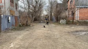 Дрессировка Немецкого дога