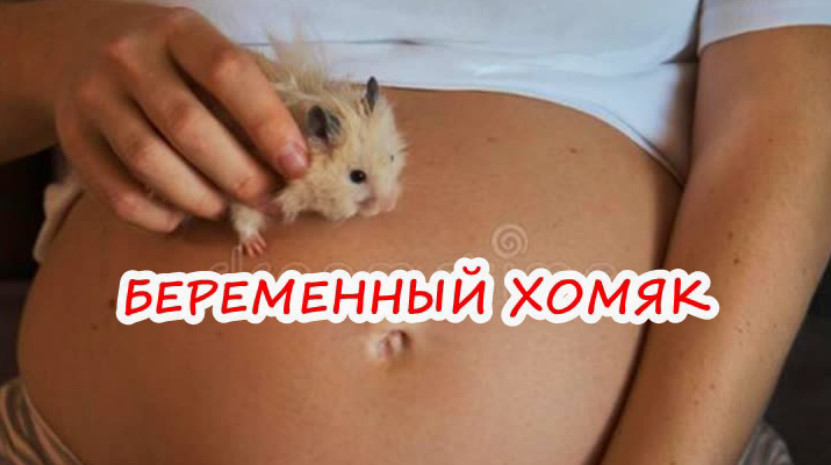 ХОМЯК МАНДАРИНКА ПЕРЕД РОДАМИ. БЕРЕМЕННЫЙ ХОМЯК смотреть онлайн