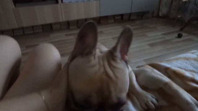 Бульдожка просится на улицу смотреть онлайн