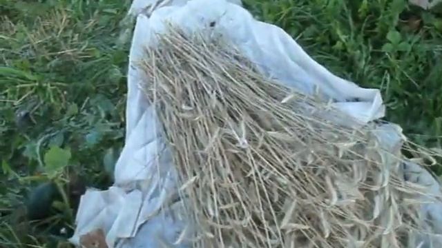 Рожь, посаженная как сидерат, осенью 2018 г. В августе 2019 созрела и сжата. смотреть онлайн