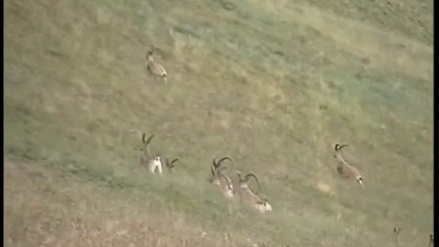 Загадки Сибири Снежный дух Алтая смотреть онлайн