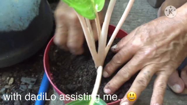 VLOG#58: How to repot Aglaonema Brilliant смотреть онлайн