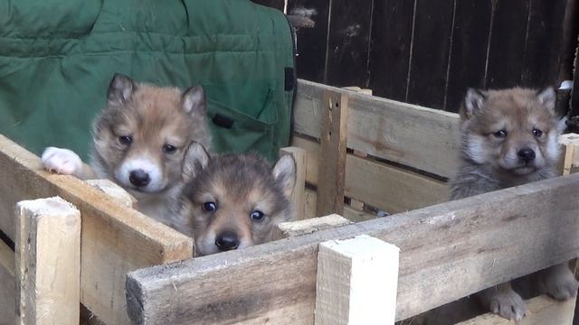 Щенки лаек. смотреть онлайн