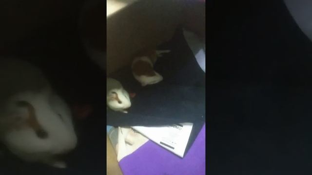 Cute Guinea Pig Sleeping ??? смотреть онлайн