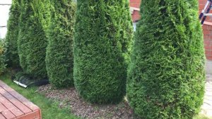 Санитарная обрезка туи западной Смарагд