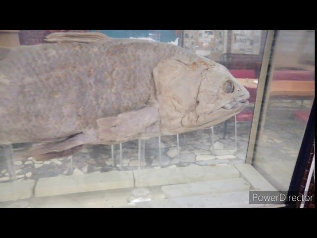 Холодильник Hot point Ariston ошибки а1 и а2. смотреть онлайн