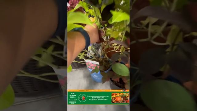 6 октября 2023 г. смотреть онлайн