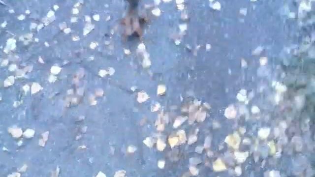 Белки - академгородка=) смотреть онлайн