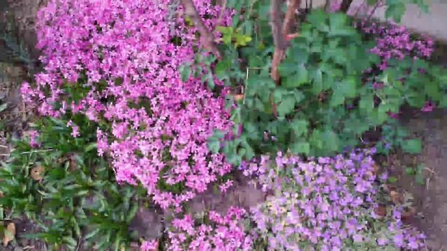 Шиловидные флоксы - Яркие коврики весеннего сада. смотреть онлайн