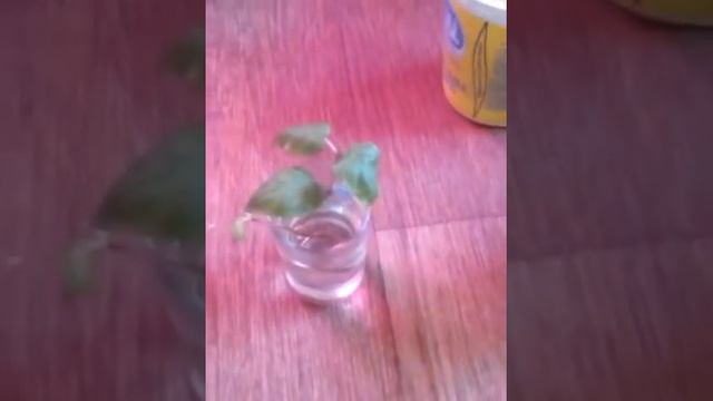 Мои новые сорта Фуксии !??? смотреть онлайн