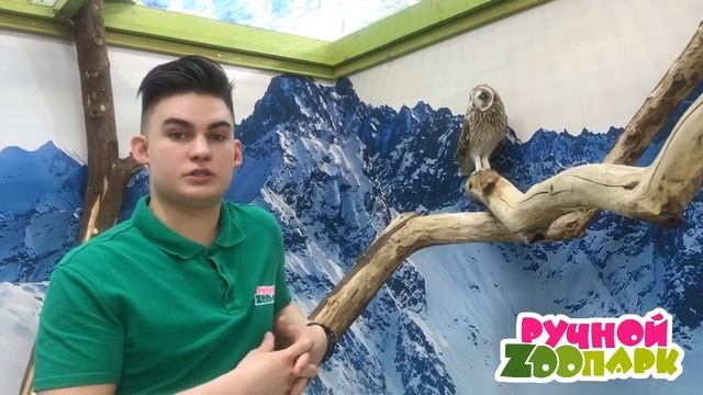 Болотная сова | "Ручной Zоопарк" | Сургута смотреть онлайн