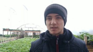 Выгодно ли выращивать петунию?