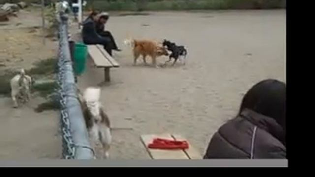 At the Dog Park: Red Alert Behavior Series: Tail Tucked Plus Risks to Small Dogs смотреть онлайн