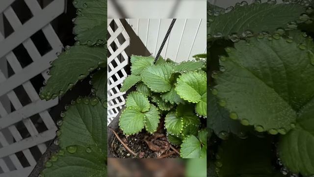 Фотографии оптических иллюзий сделанных природой (часть 2) смотреть онлайн