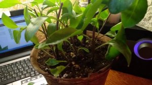 Мои комнатные растения. Джинура распростертая. Жгучие перчики - детвора, сорта.