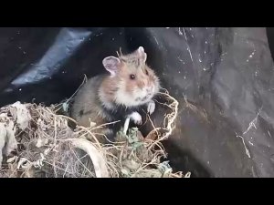 ДИКИЙ ХОМЯК - сожрал весь огород