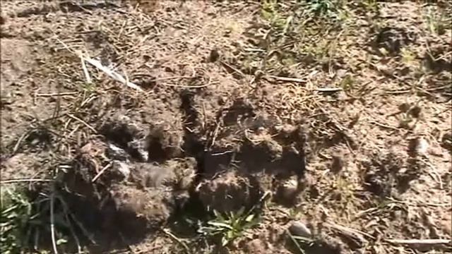 Что это за пчелы смотреть онлайн