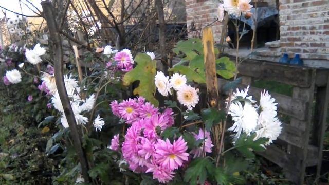 ХРИЗАНТЕМЫ. Размножение черенками 100% результат!!! смотреть онлайн
