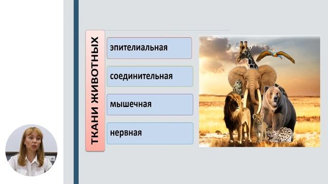 Биология, 6-й класс, От клетки - к организму смотреть онлайн