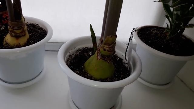 Мои/My Амариллисы/Amaryllis на 13.02.18 смотреть онлайн