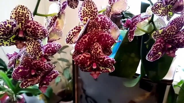 Мои орхидейки Продолжает свае цветение Дикий Кот, и распускается, моя Лудизия. смотреть онлайн
