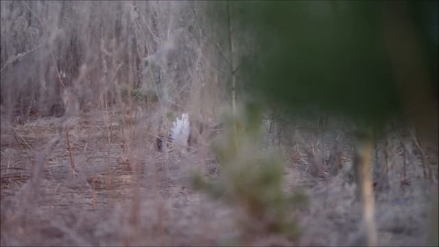 ОХОТА на ТЕТЕРЕВА 2023. ВЫ УДИВИТЕСЬ! смотреть онлайн